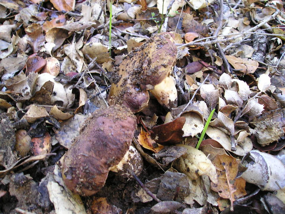 Tylopilus humilis image