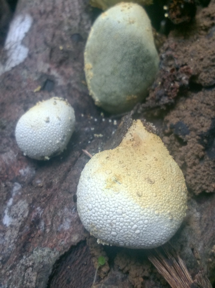 Xylaria compuncta image