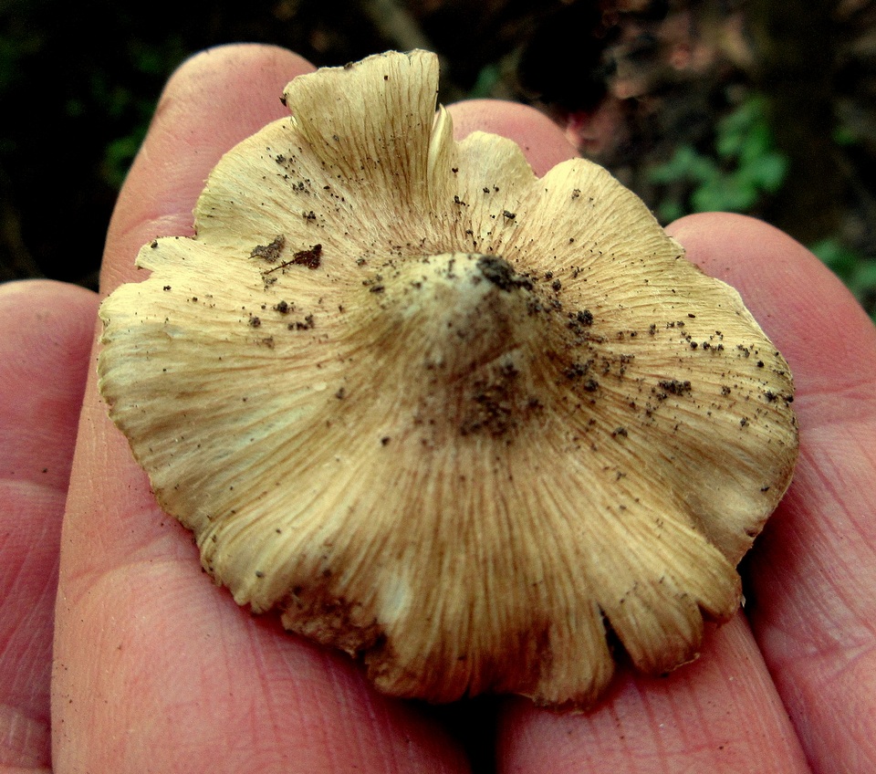 Inocybe haemacta image