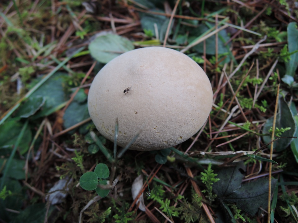 Lycoperdon flavotinctum image