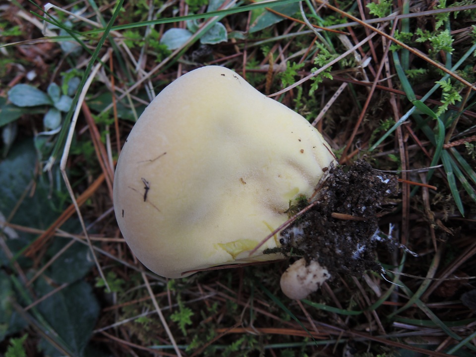 Lycoperdon flavotinctum image