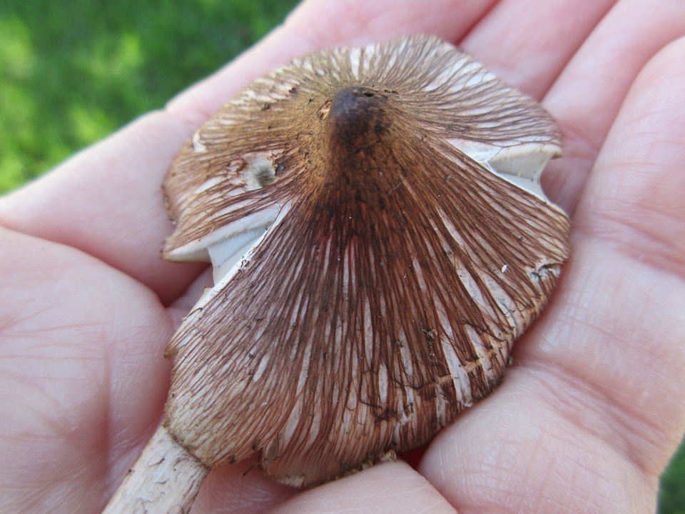 Inocybe splendens image