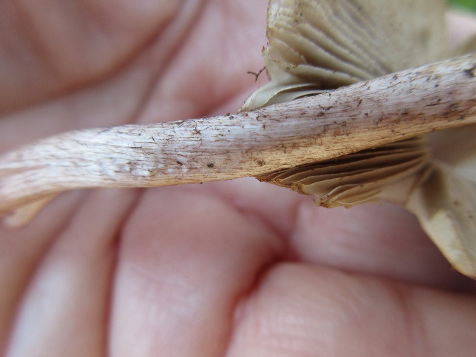 Inocybe splendens image