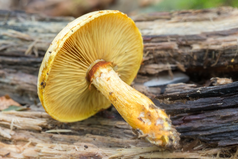Gymnopilus luteus image