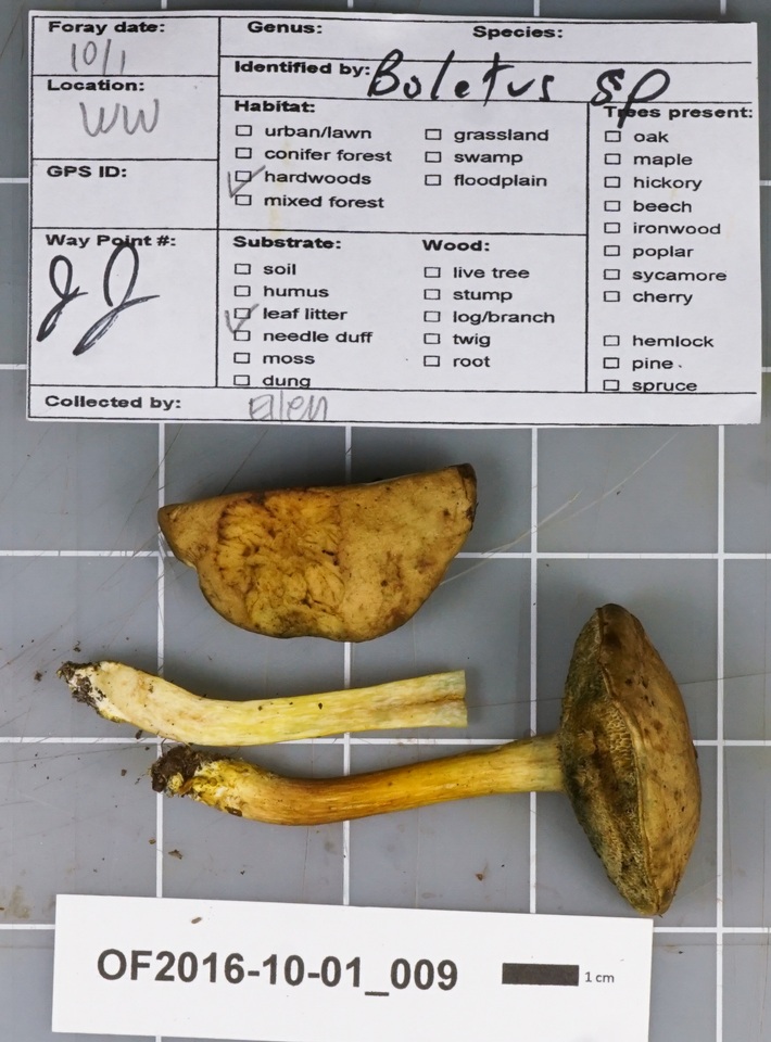 Boletus hypoxanthus image