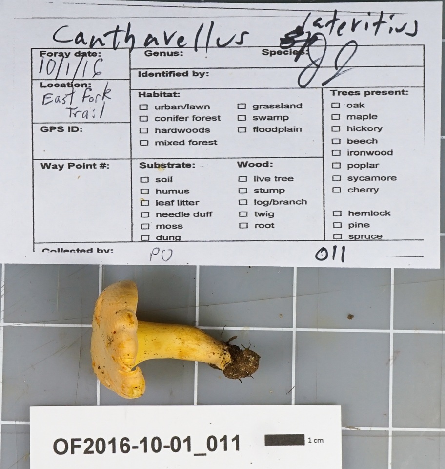 Cantharellus flavolateritius image