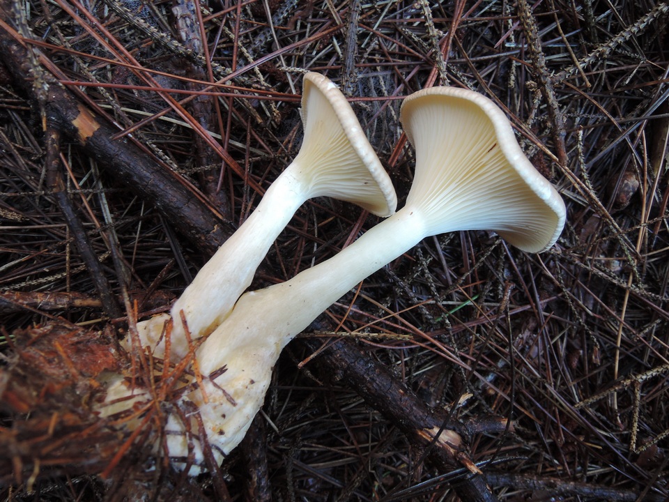 Clitocybe subclavipes image