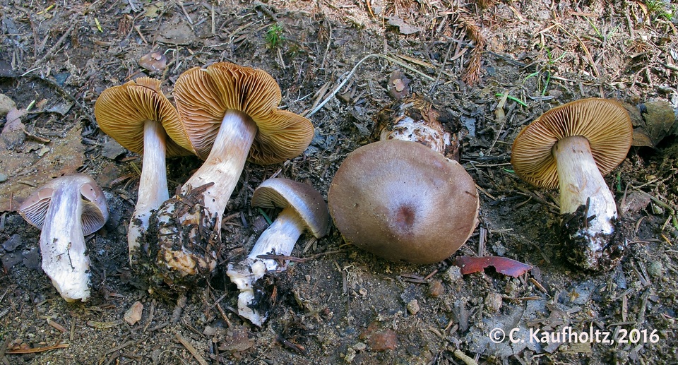 Cortinarius impennis image