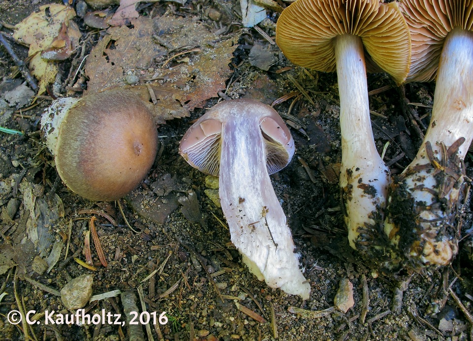 Cortinarius impennis image