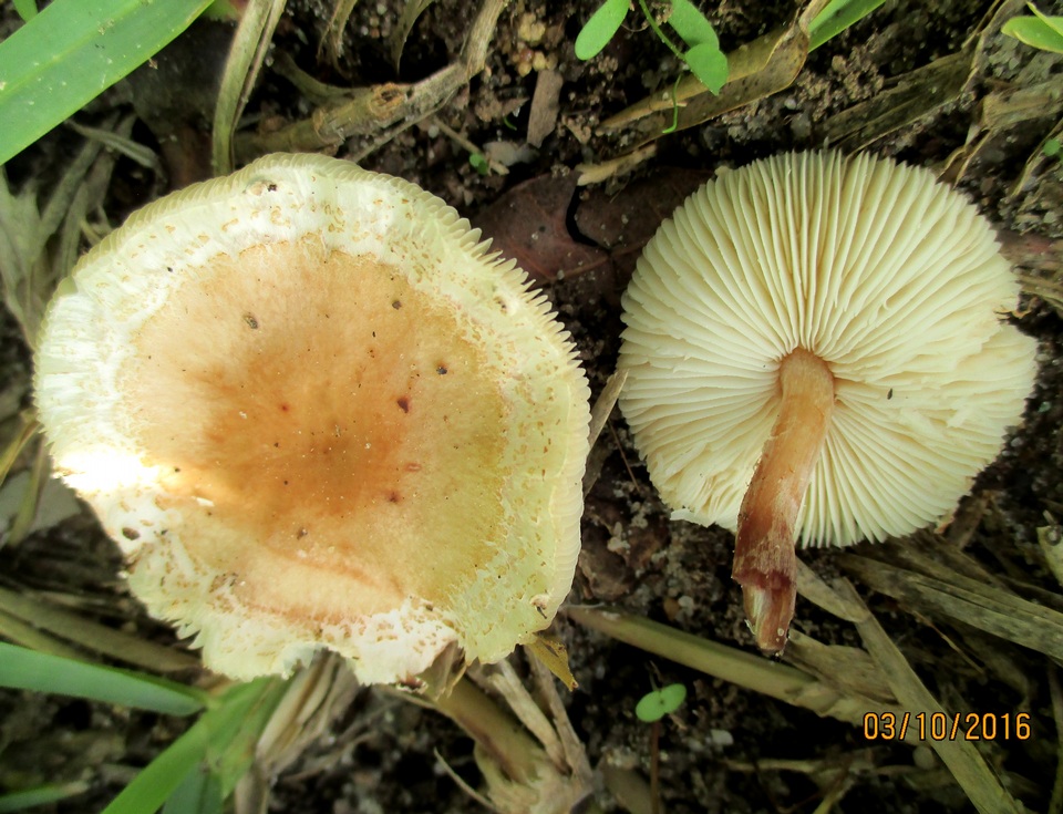 Gymnopus oreadoides image