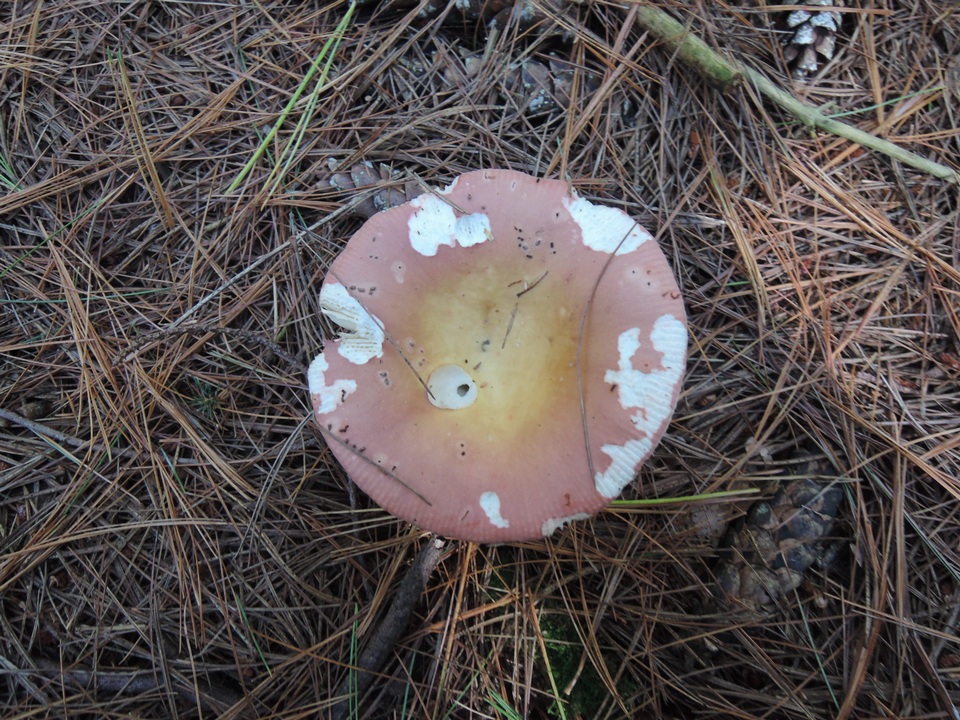 Russula vinosa image