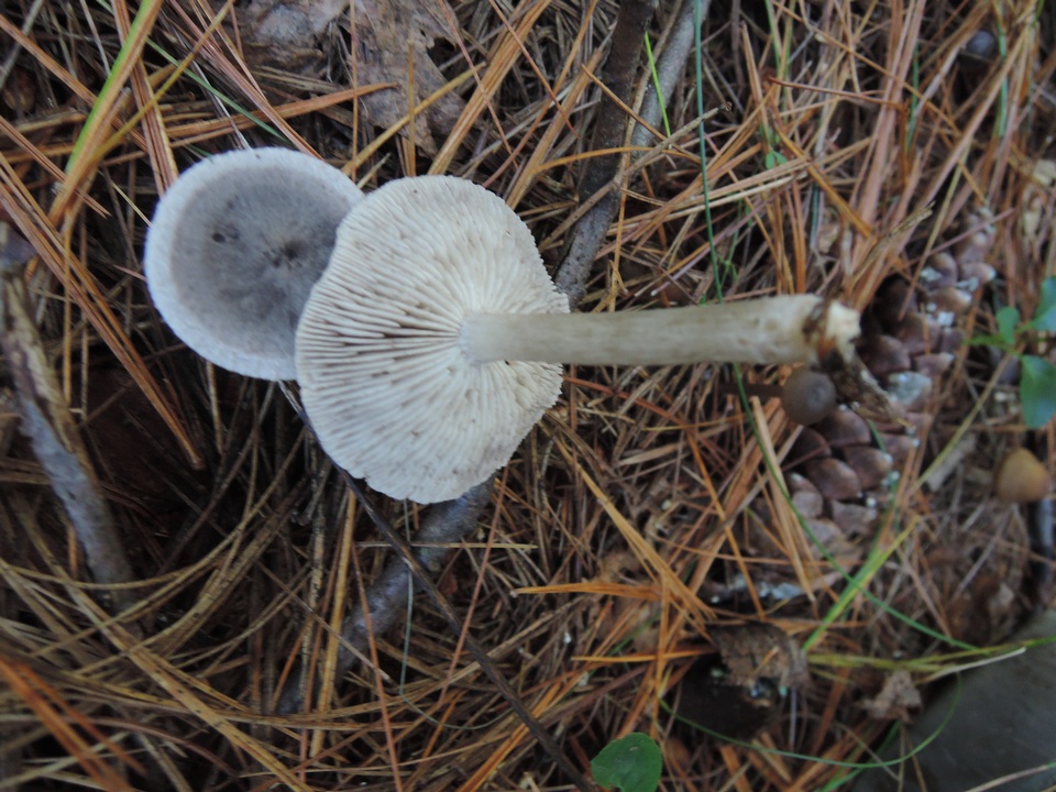 Tricholoma atrosquamosum image