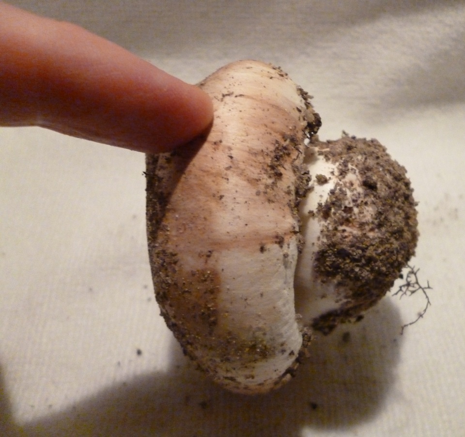 Tricholoma colossus image