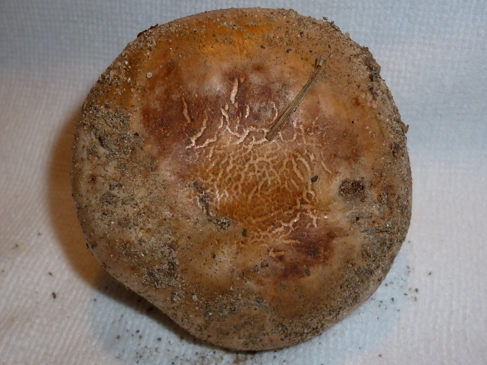 Tricholoma colossus image