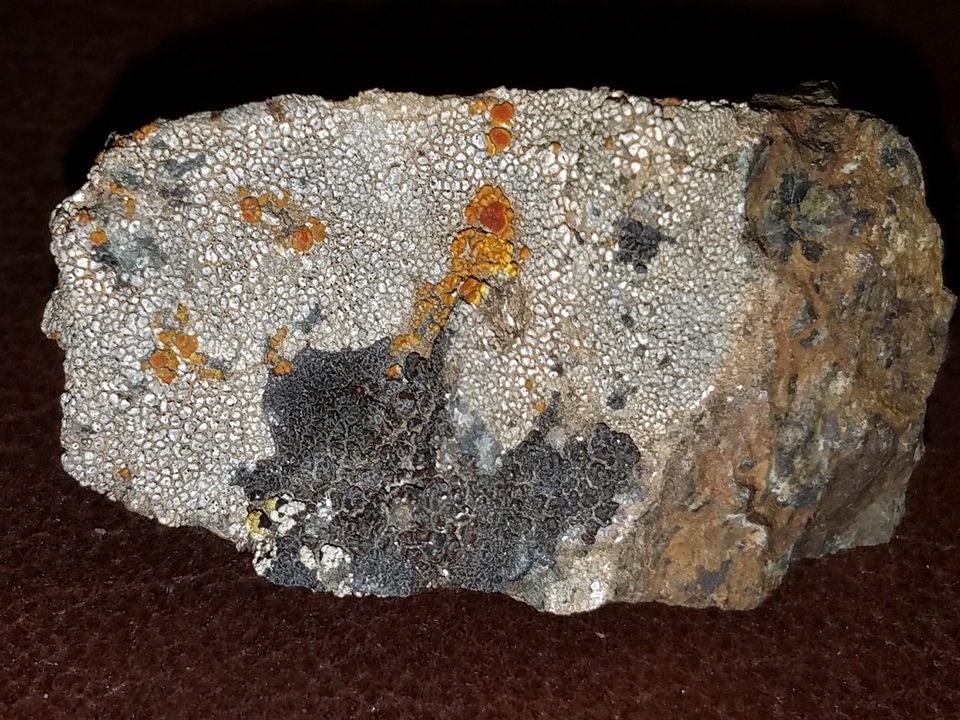 Aspicilia pacifica image