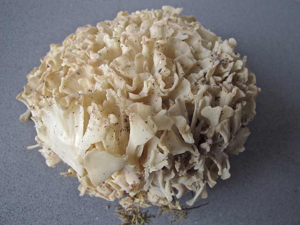 Sparassis brevipes image
