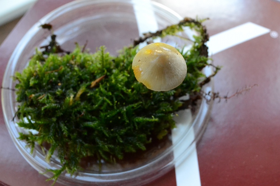 Mycena crocata image