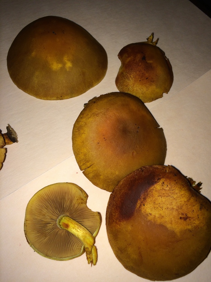 Gymnopilus luteus image