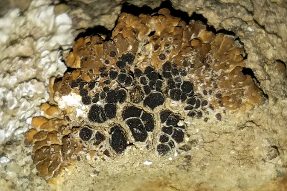 Lobothallia praeradiosa image