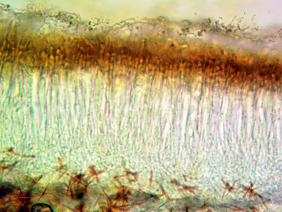 Lobothallia praeradiosa image
