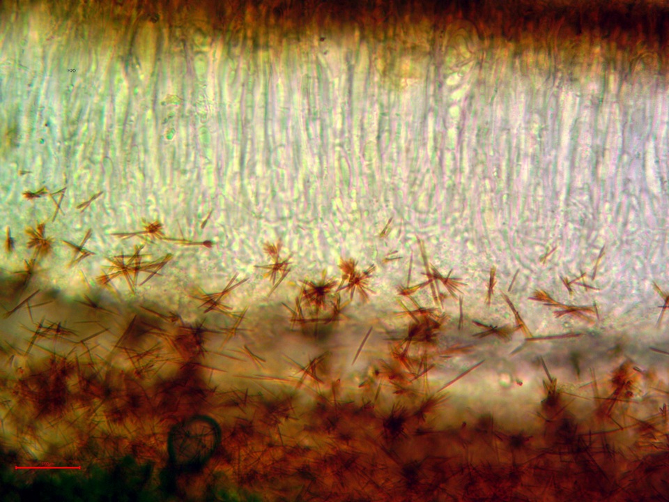 Lobothallia praeradiosa image
