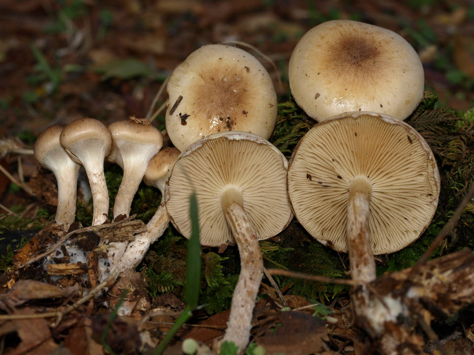 Pholiota mixta image