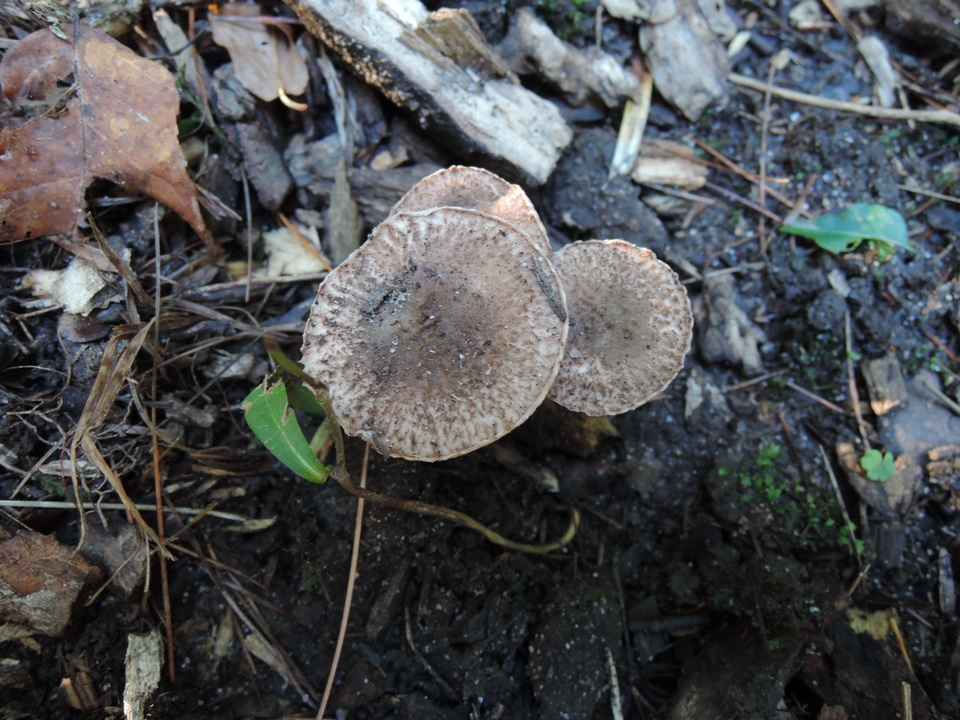 Lepiota fuscovinacea image