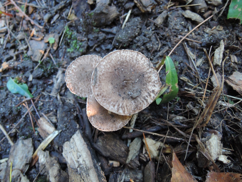 Lepiota fuscovinacea image