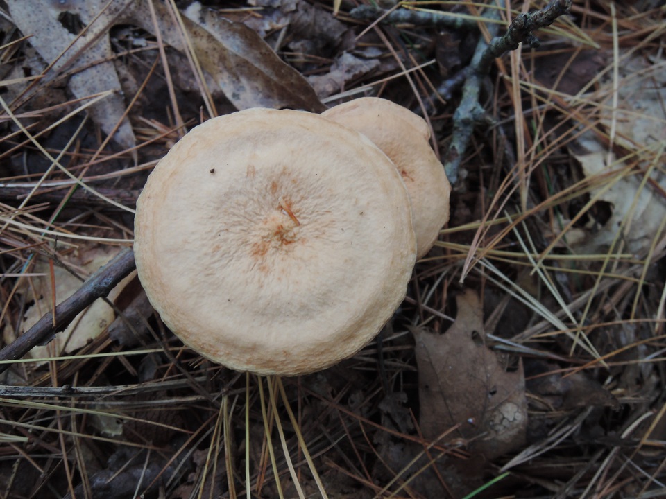 Lactarius areolatus image