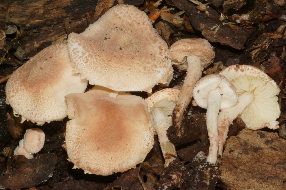 Cystolepiota fumosifolia image