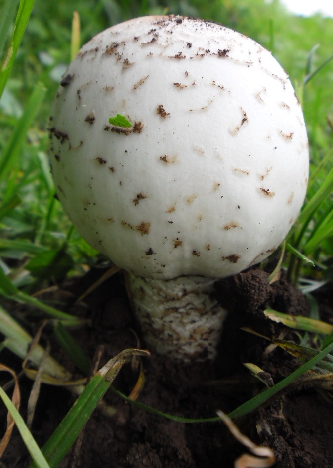 Termitomyces reticulatus image