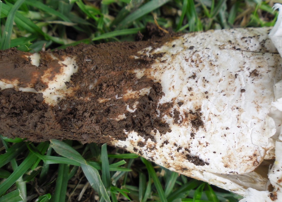 Termitomyces reticulatus image