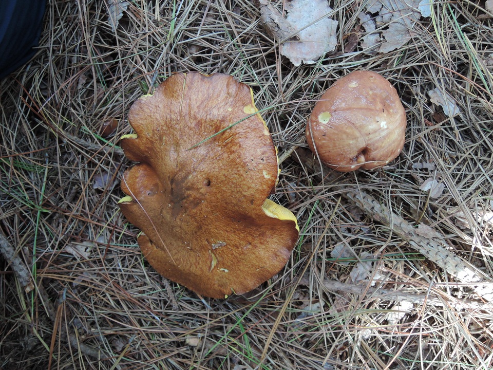 Suillus weaverae image