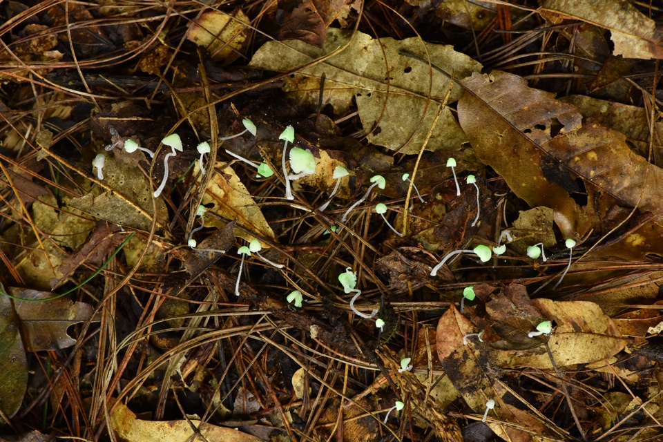 Mycena perlae image