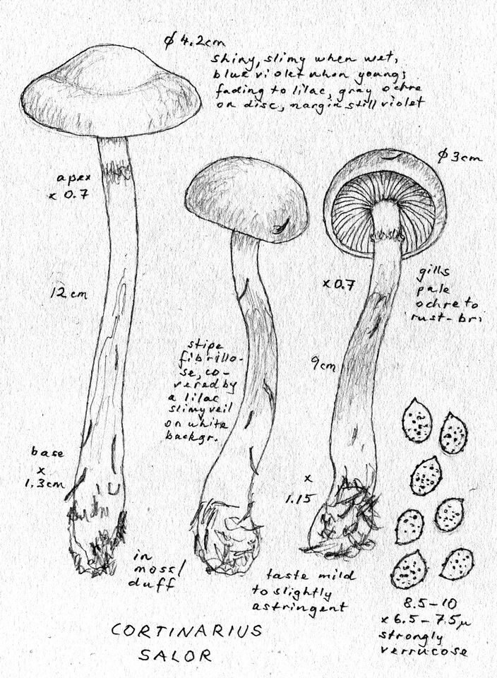 Cortinarius salor image