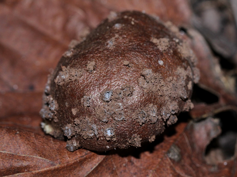 Reticularia splendens image