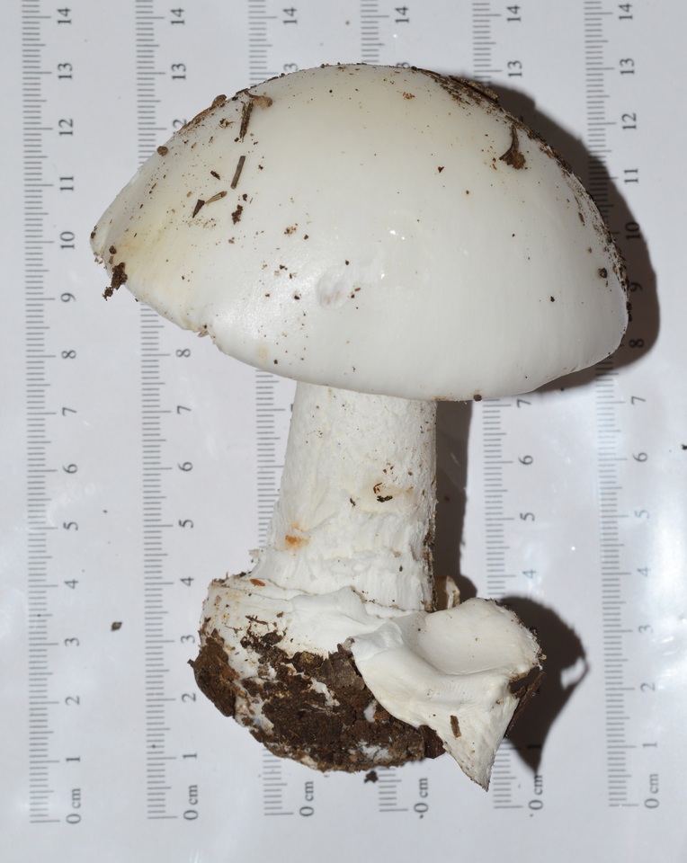 Amanita hygroscopica image