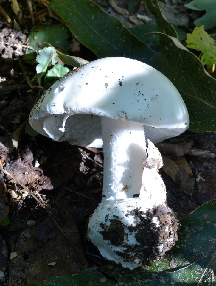Amanita hygroscopica image