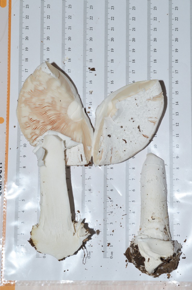 Amanita hygroscopica image