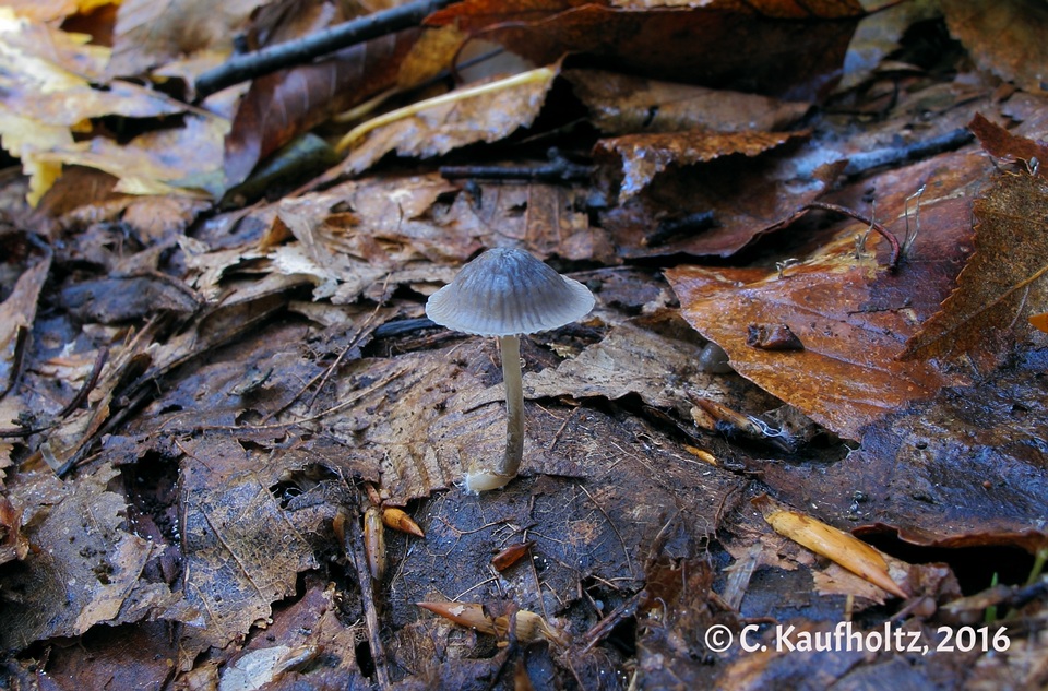 Mycena mackinawensis image