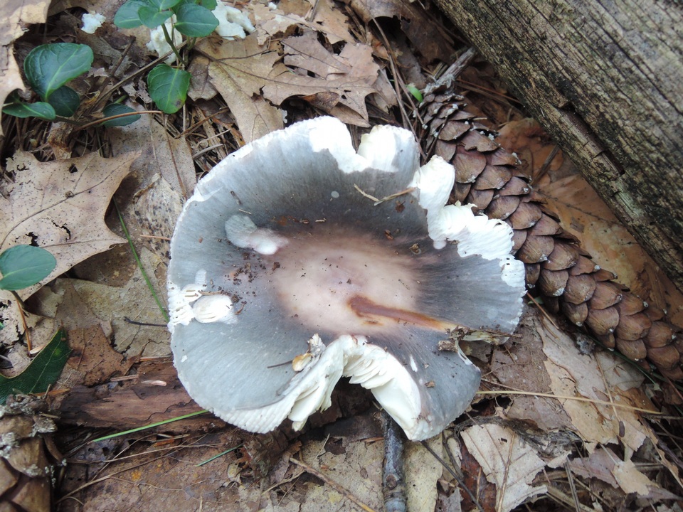 Russula ornaticeps image