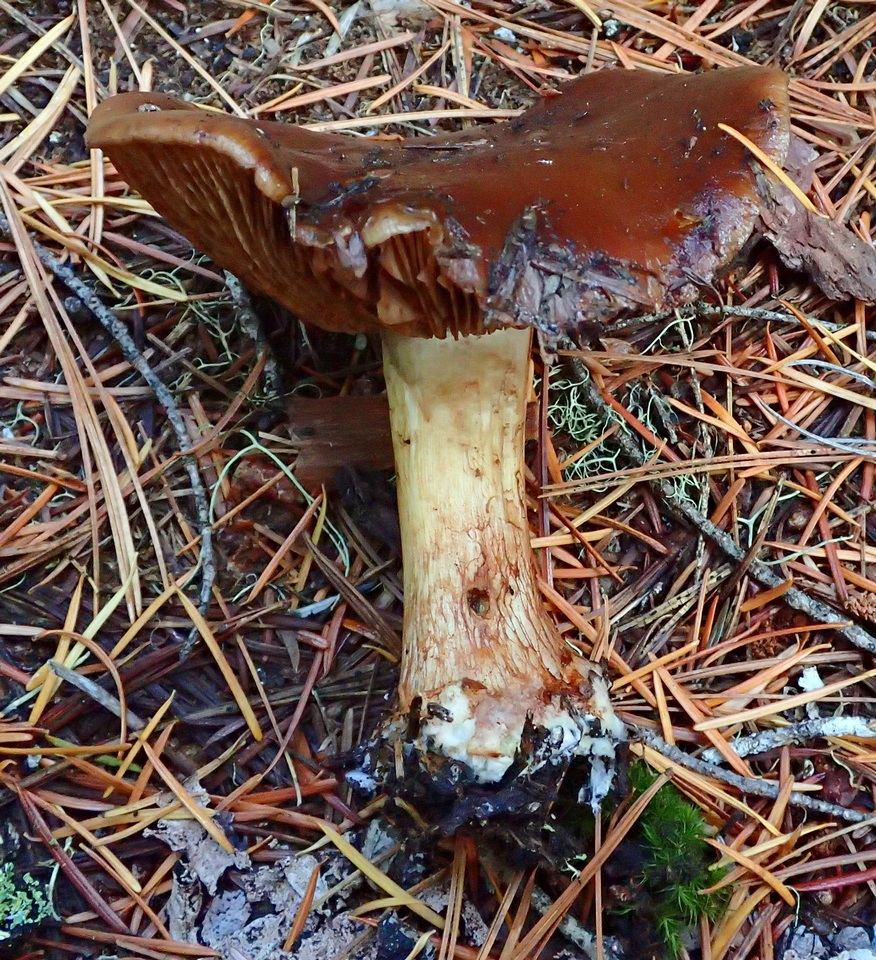 Cortinarius montanus image