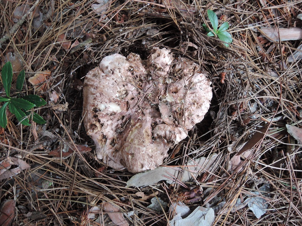 Sarcodon glaucopus image
