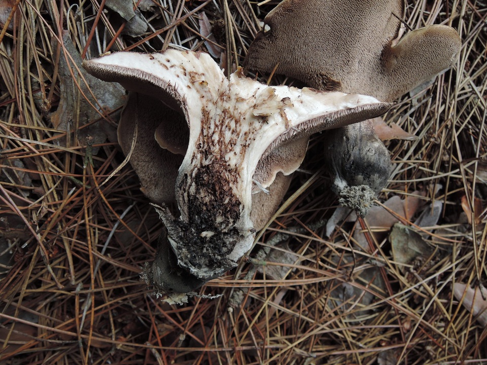 Sarcodon glaucopus image