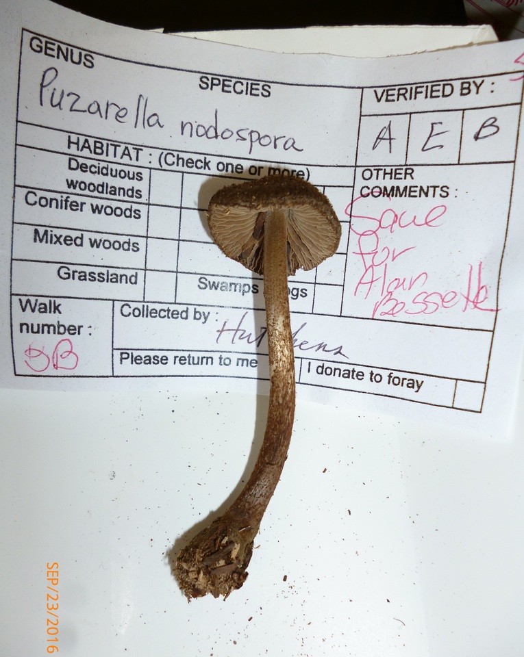 Entoloma nodosporum image