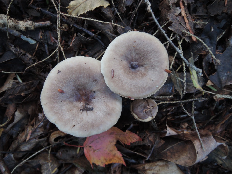 Lactarius mucidus var. mucidioides image