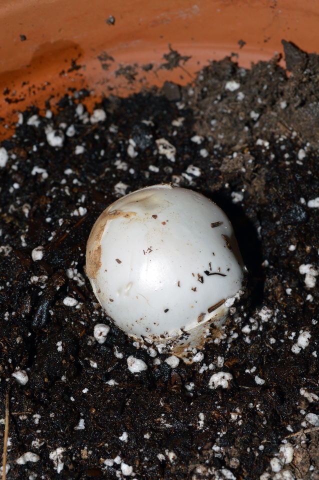 Amanita hygroscopica image