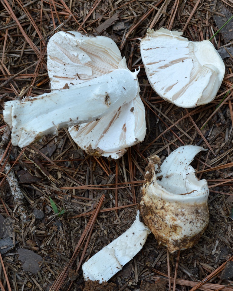 Amanita hygroscopica image