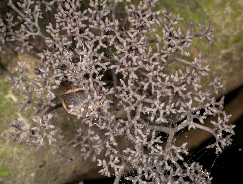 Thamnomyces chamissonis image