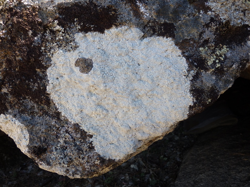 Buellia leptocline image